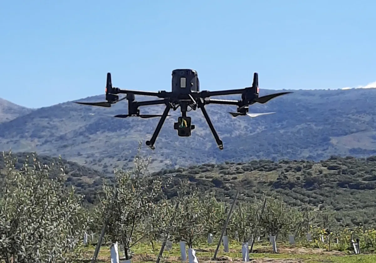 Sensores a bordo de drones sobrevuelan el olivar