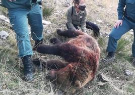 Condenado a dos años de prisión y cuatro de inhabilitación el cazador que mató una osa en Palencia