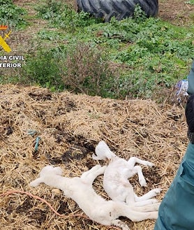 Imagen secundaria 2 - Investigan a un ganadero por dejar morir a multitud de animales por falta de agua, comida y cuidados en Guadalajara