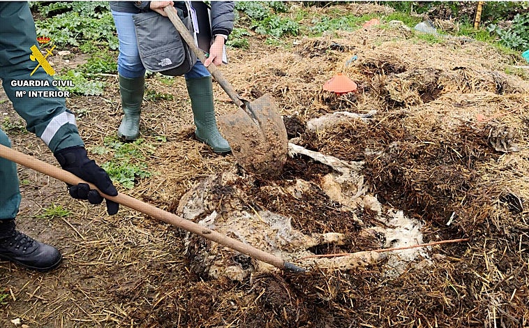 Imagen principal - Investigan a un ganadero por dejar morir a multitud de animales por falta de agua, comida y cuidados en Guadalajara