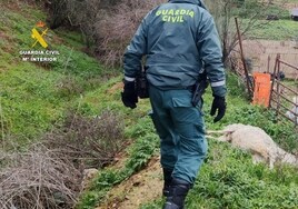 Investigan a un ganadero por dejar morir a multitud de animales por falta de agua, comida y cuidados en Guadalajara