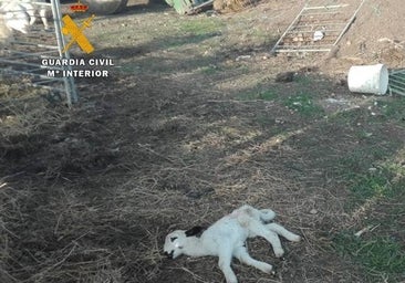 PACMA se personará en el caso de maltrato animal en una explotación ganadera de Uceda