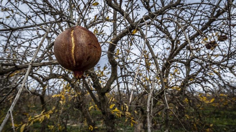 Campos de cultivo afectados por la sequía en Elche.