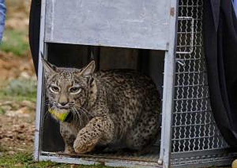 Imagen secundaria 1 - Úrsula y Uka fueron liberadas en la Sierra de Arana por una selección genética, que se hace para saber a qué comunidades tienen que ser integrados para así garantizar la supervivencia de la especie en el entorno.