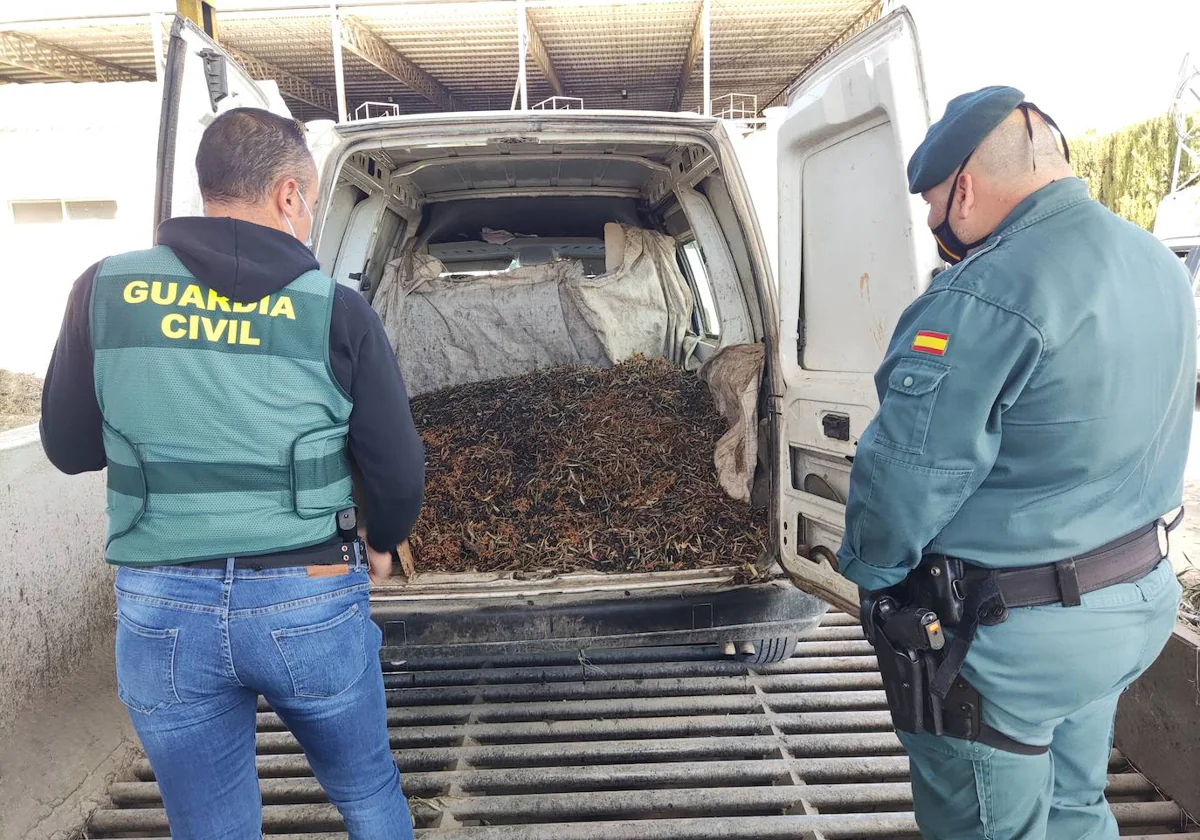 Recuperación de aceitunas en uno de los operativos de la Guardia Civil