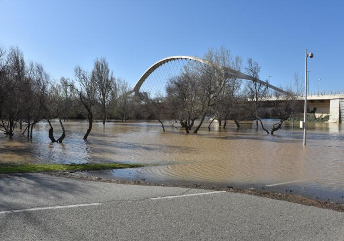 Una carretera y árboles inundados en Zaragoza por la crecida del Ebro, en una imagen captada este viernes.