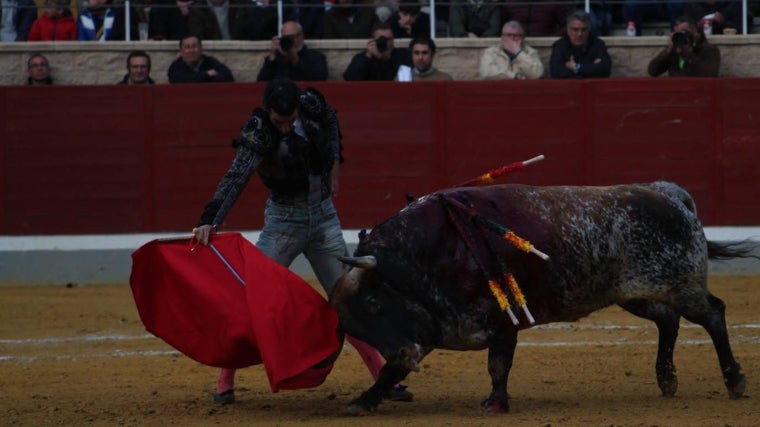 Morenito de Aranda toreó con vaqueros al ser cogido por el primero. Con el cuarto, este sardo 'Ciruelo', tragó y tragó y logró series de enorme mérito. Oreja de ley