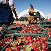Los agricultores exigen medidas ante la detección de Hepatitis A en fresas de Marruecos