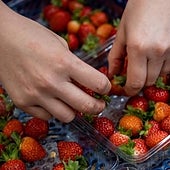 Andalucía pide explicaciones al Gobierno por «fallos» en los controles en la entrada de 1.500 kilos de fresas con hepatitis A