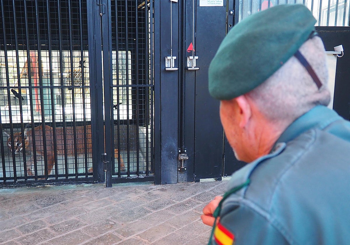 Imágenes del lince una vez capturado por la Guardia Civil