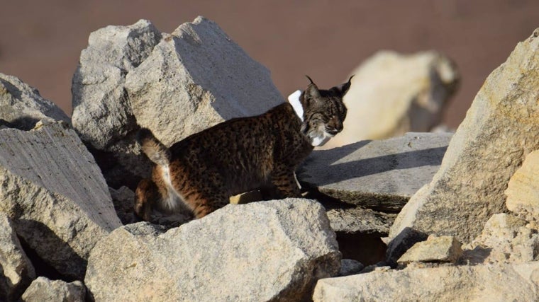 Uno de los dos últimos ejemplares de lince ibérico liberados en la comarca de Campos de Hellín (Albacete)