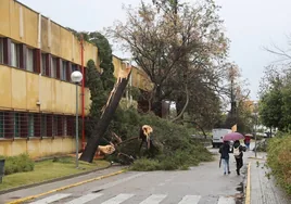 (En vídeo) La lluvia y el viento causan en Córdoba daños en el Reina Sofía, el Patio de los Naranjos y El Fontanar