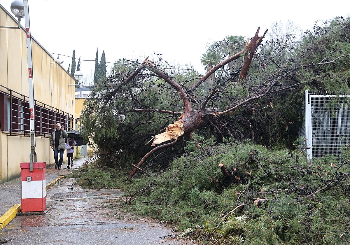 Árboles destrozados por el temporal junto a un edificio del Hospital Reina Sofía de Córdoba