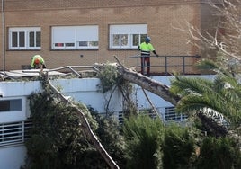 Fotos: operarios intentan recomponer el paisaje urbano de Córdoba tras el tornado