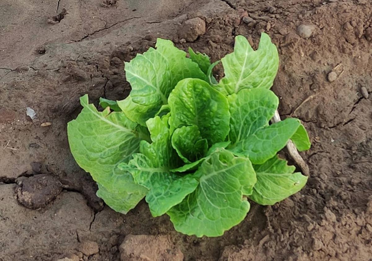 Imagen de una de las hortalizas picoteadas por las aves que se acercan a los cultivos de la Huerta de Valencia