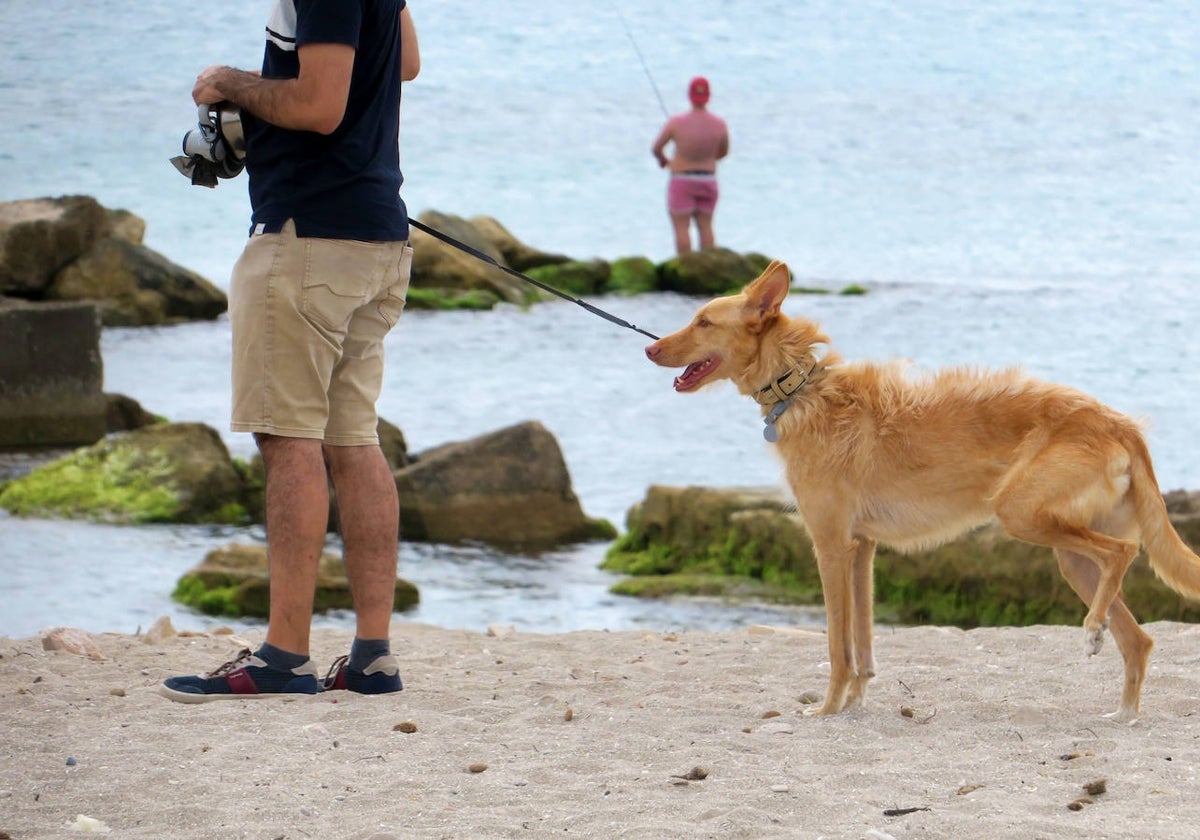 Un perro paseando en un playa en una imagen de archivo