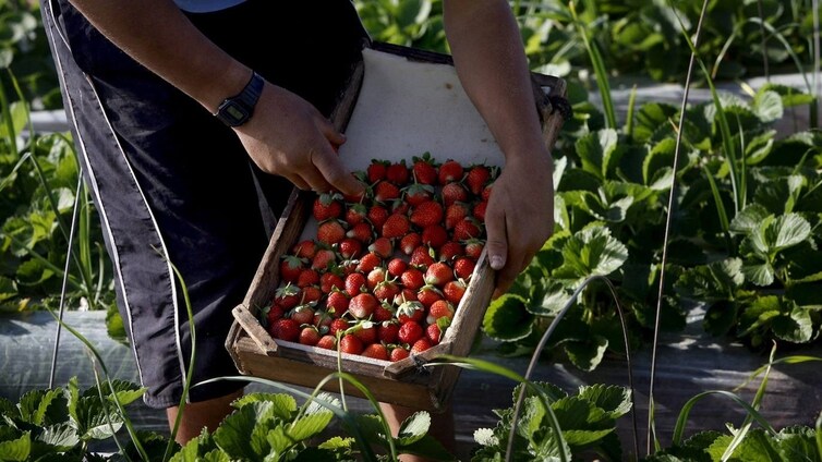 COAG denuncia una trama de empresas que etiqueta fresas de Marruecos como si fueran de Huelva