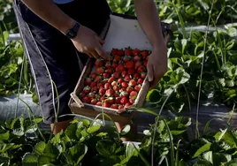 COAG denuncia una trama de empresas que etiqueta fresas de Marruecos como si fueran de Huelva
