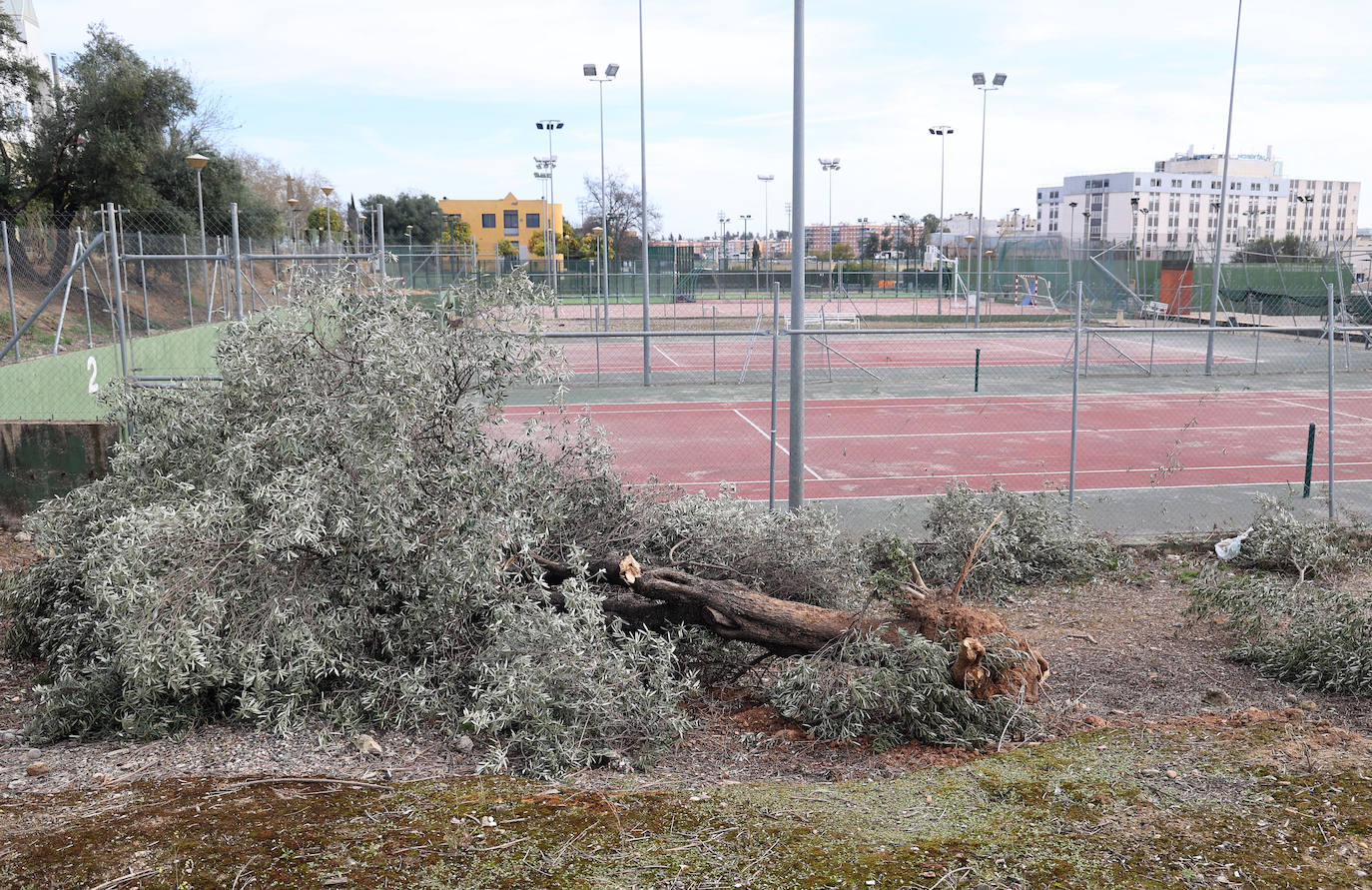 Fotos: en imágenes, los destrozos del tornado en las instalaciones de Ucodeporte en Córdoba