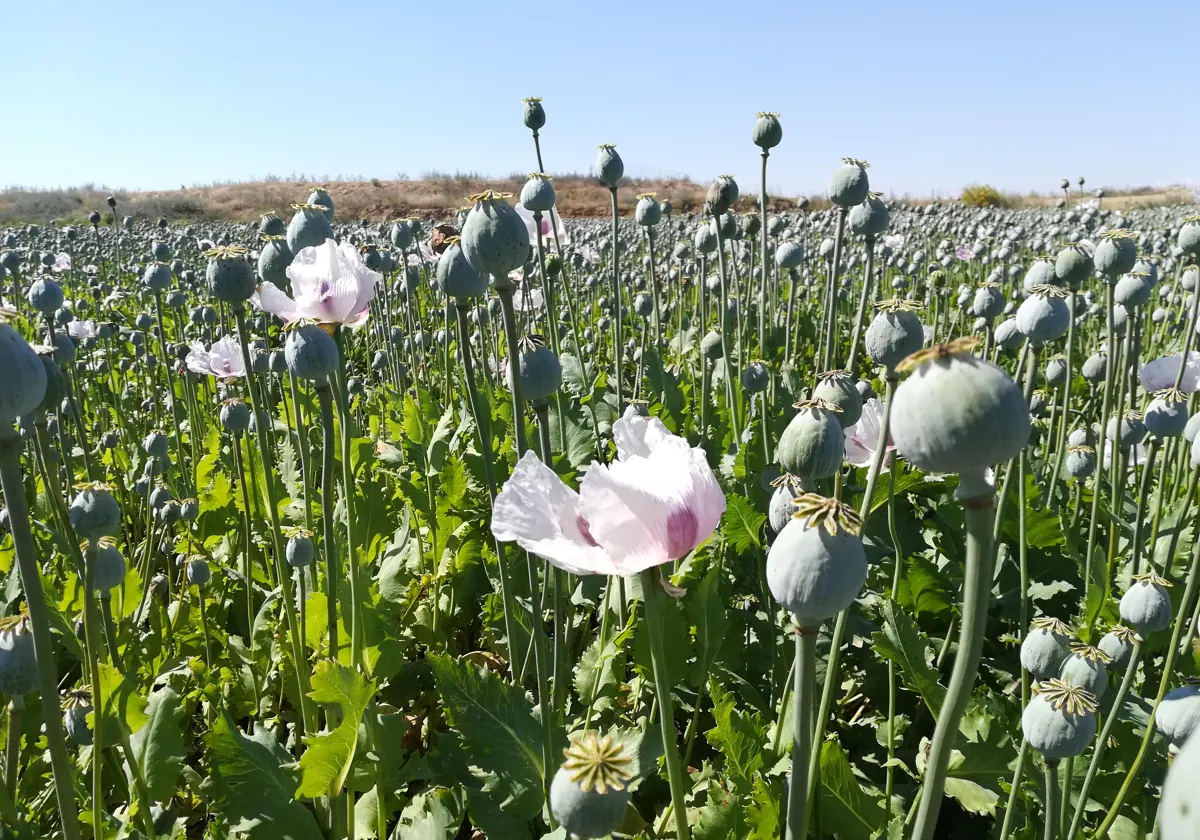 Imagen de archivo de una plantación de adormidera en La Puebla de Montalbán (Toledo)