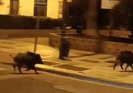 Graban a dos jabalíes por las calles de El Palo en Málaga
