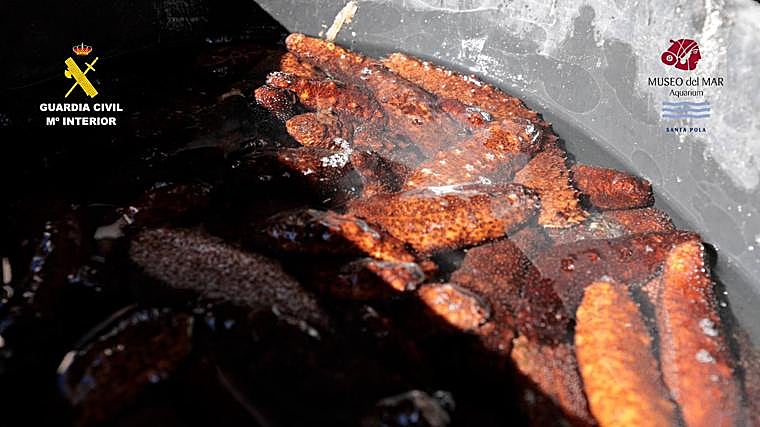 Imagen en detalle de los pepinos de mar intervenidos por la Guardia Civil