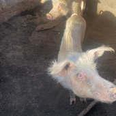 Dos detenidos en Gran Canaria al descubrir fincas con animales muertos y otros agonizando sin agua ni comida