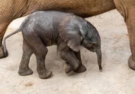 El «bebé» elefante de Bioparc Valencia es un macho y ya disfruta de los beneficios del sol
