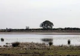 La candidatura de Doñana a la lista verde de conservación está «suspendida» por el «deterioro» del Parque Nacional