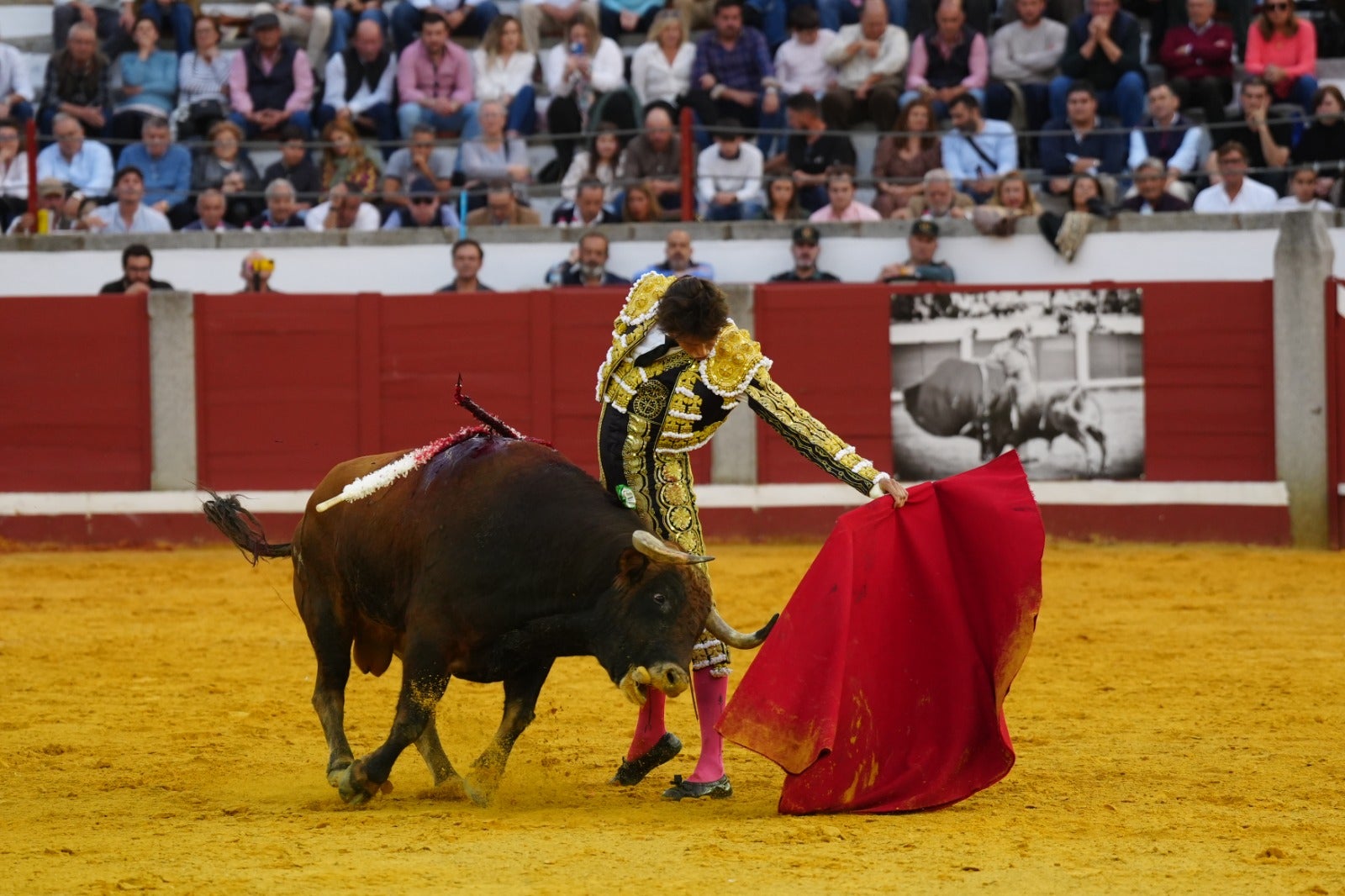 Fotos: pletórica tarde de toros en Pozoblanco con un Roca Rey superior