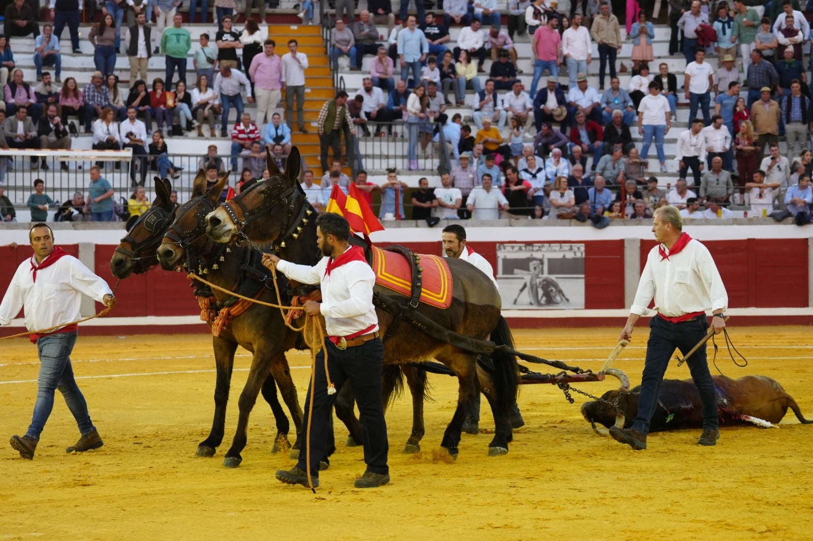 Fotos: pletórica tarde de toros en Pozoblanco con un Roca Rey superior