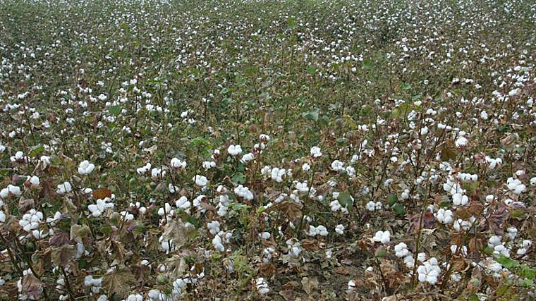 Plantación de algodón en Córdoba
