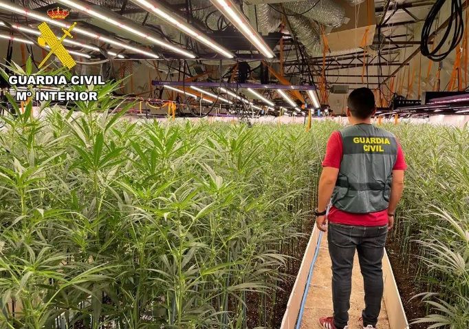 Tres detenidos acusados ​​de ser responsables de una plantación de marihuana con 1.712 plantas en Yepes