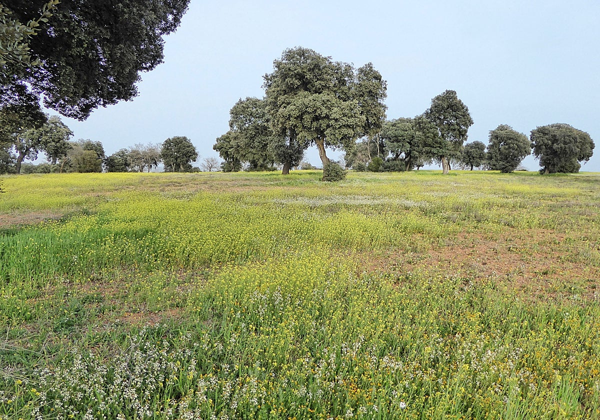 Piden a la Junta denegar el proyecto de investigación de Quantum Minería para buscar tierras raras en la provincia de Ciudad Real