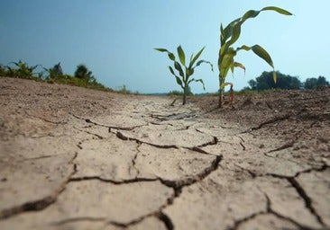 Ayudas de 9 millones para contratar seguros agrarios, «la mayor cuantía en la historia»