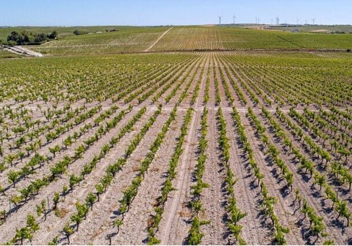 Asaja solicita una reunión urgente con la Consejería para tratar las ayudas a la agricultura ecológica