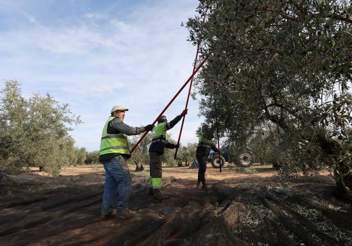 Labores de vareo del olivar en una finca en Córdoba