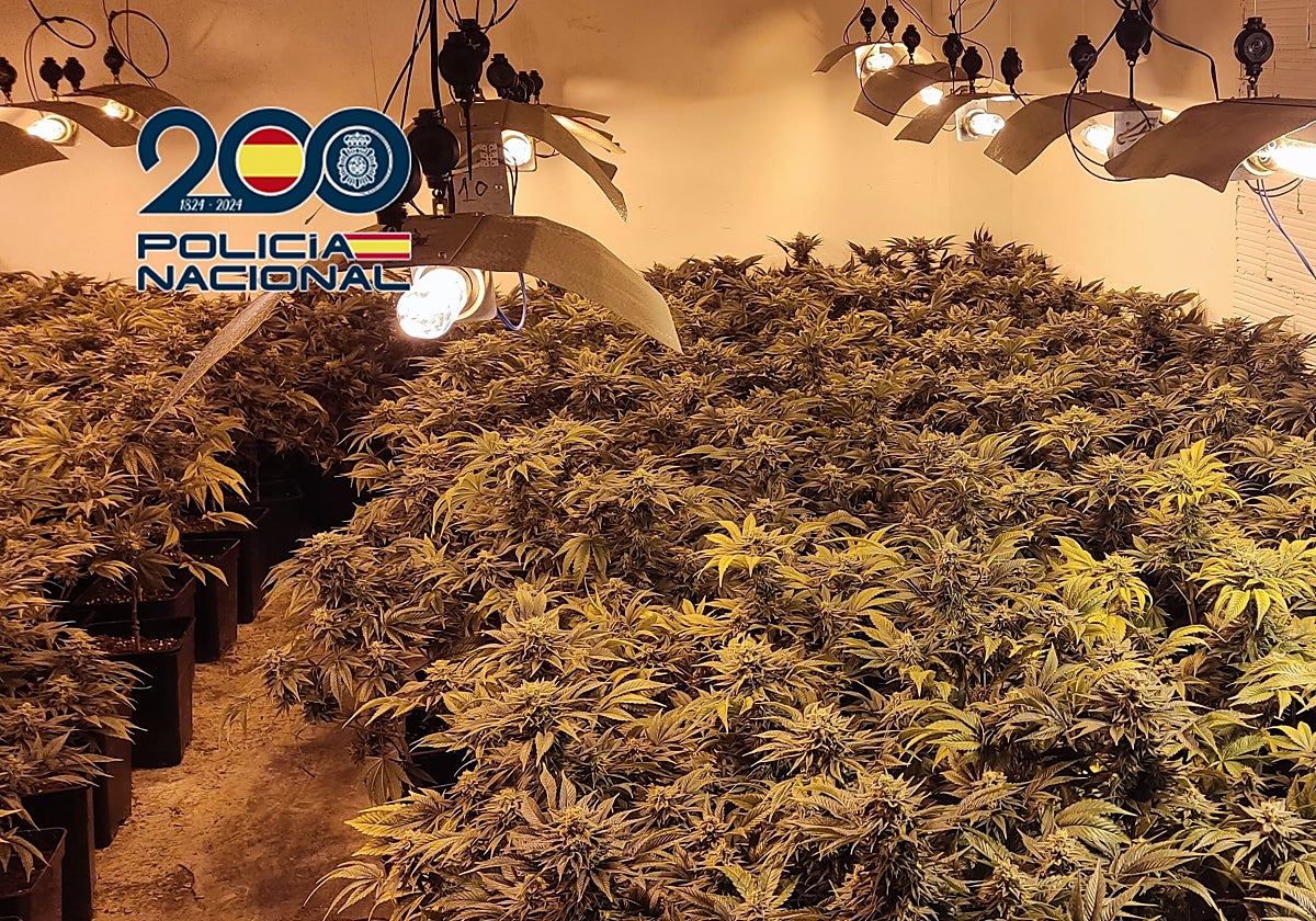 Imagen de la plantación de marihuana desmantelada por la Policía Nacional en Valencia