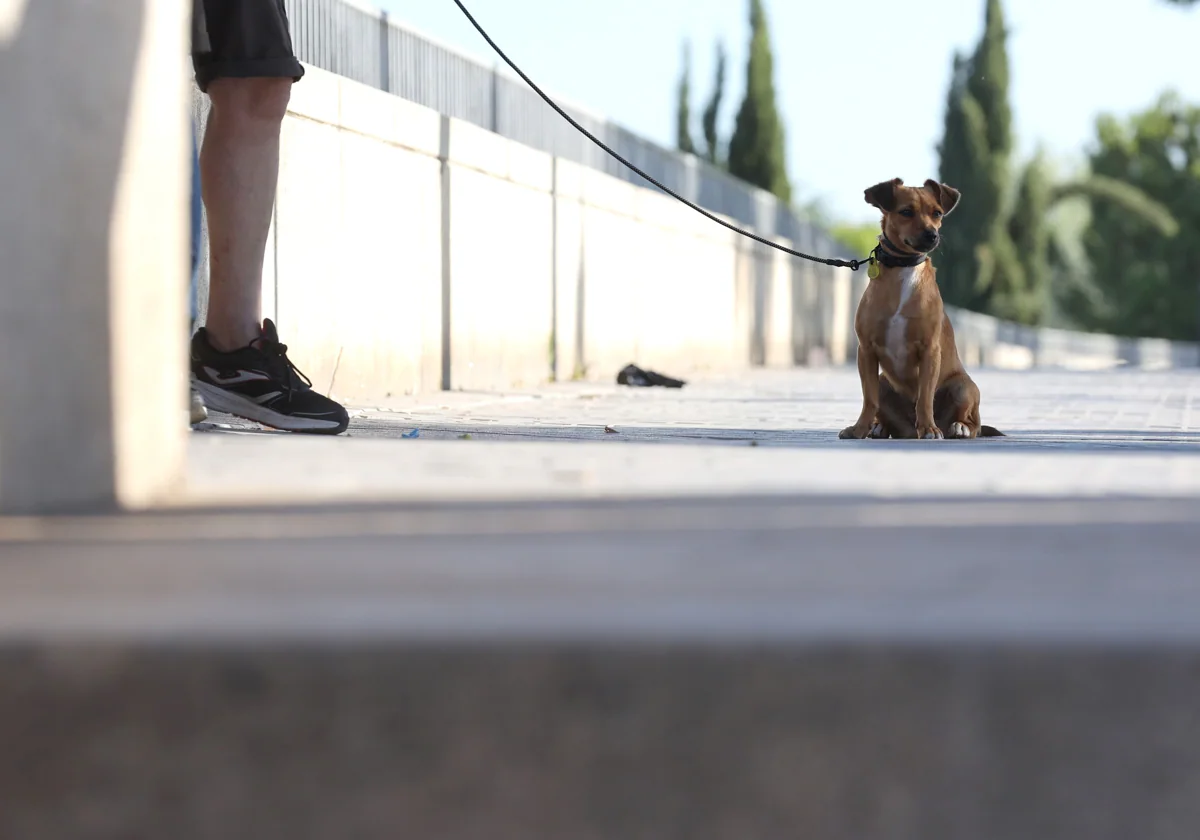 Un perro y su dueño, por la calle