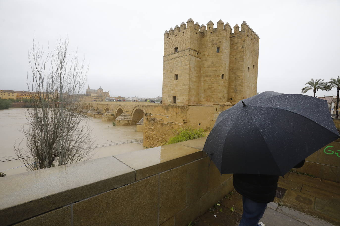 Fotos: la gran crecida del Guadalquivir a su paso por Córdoba