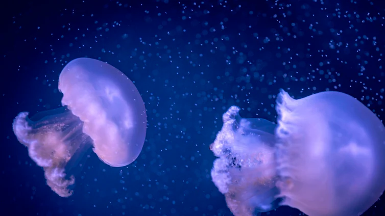 El único acuario de España y de los pocos del mundo que exhibe la medusa gigante del Mediterráneo