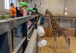 Éxito de asistencia en la 'Expedición África' de Pascua en Bioparc Valencia