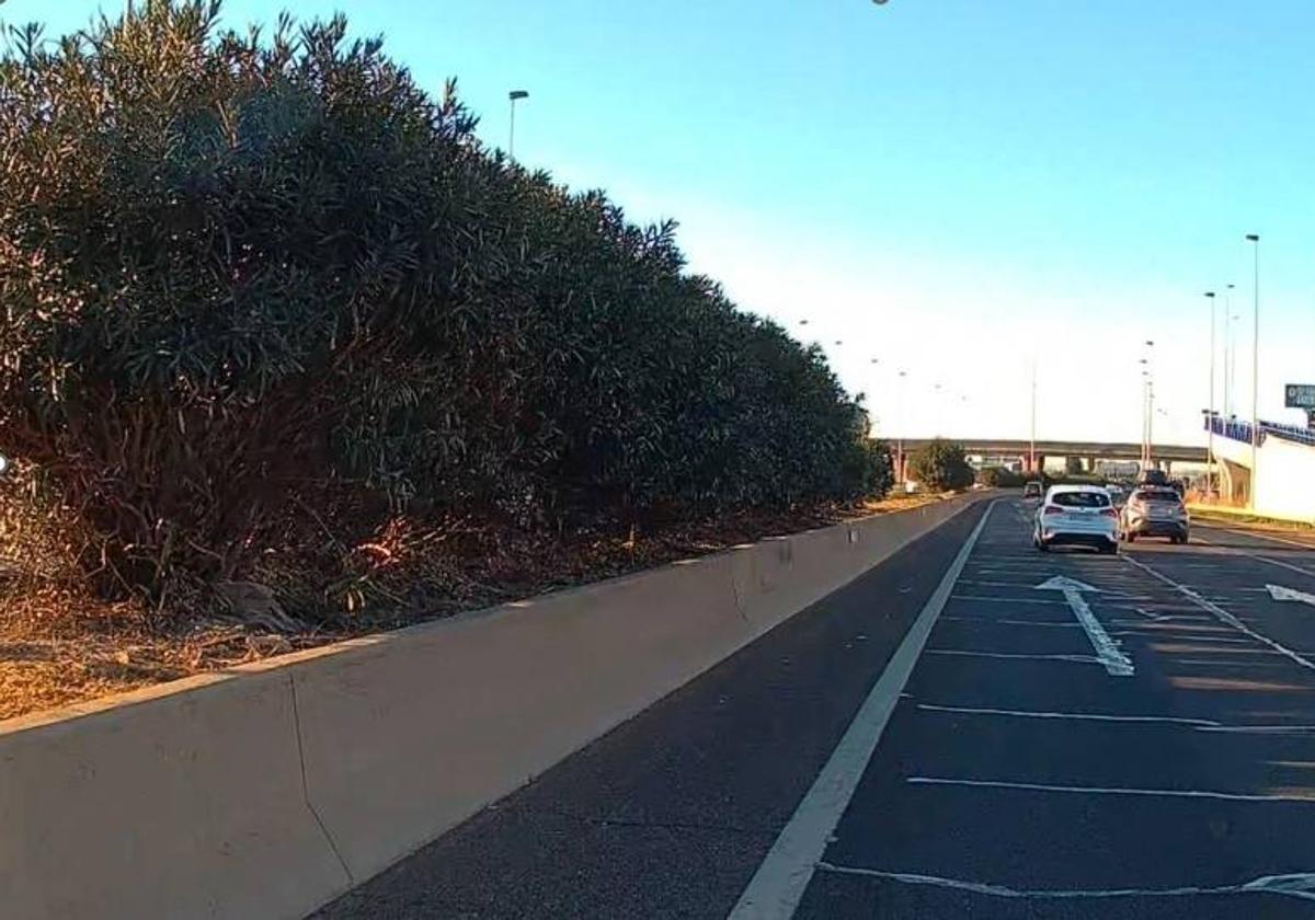 Imagen del tramo que será reparado con la pertinente retirada de la vegetación