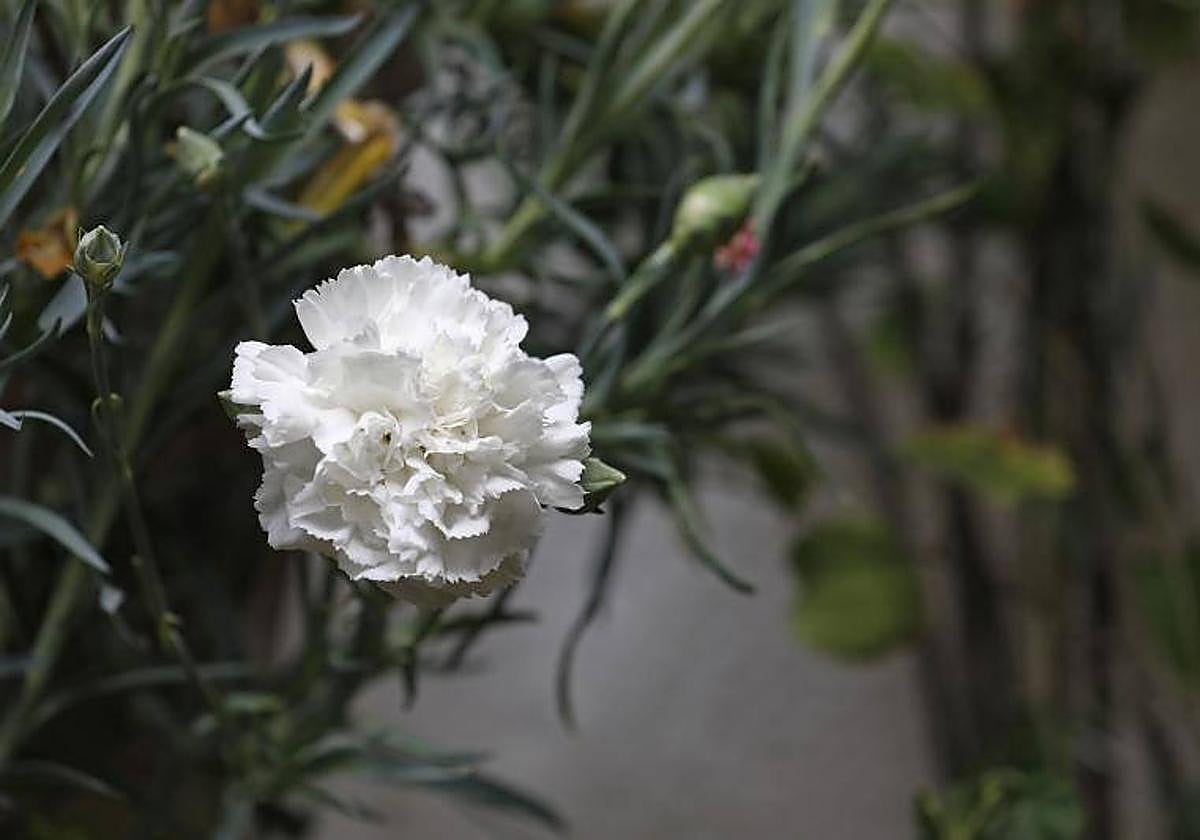 Clavel en un patio cordobés el pasado Mayo Festivo