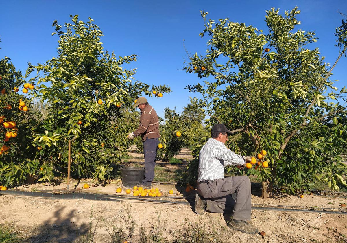 Imagen de dos agricultores valencianos en plena recogida de naranjas
