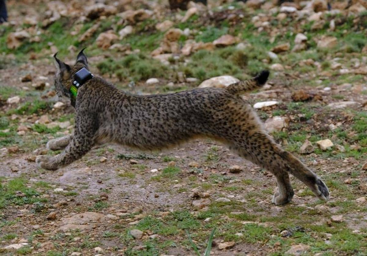 Muere atropellado un joven lince macho en la A-431, en Posadas