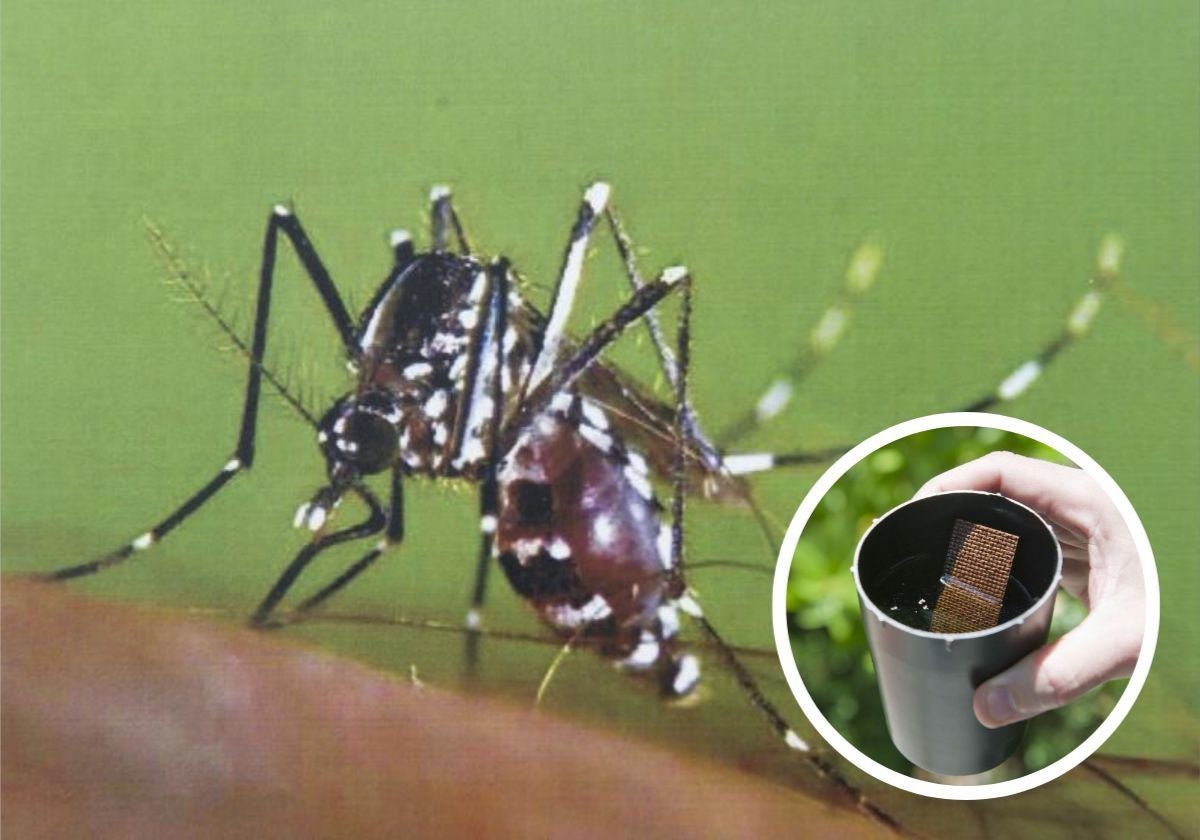 Mosquito tigre y, en el círculo, trampa para mosquitos de las que se instalan en Madrid