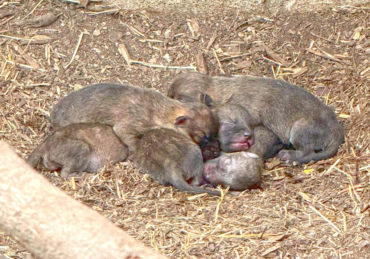 Imagen de los dhole recién nacidos en Terra Natura