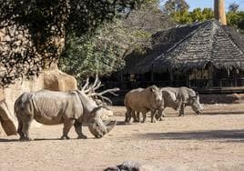 Inician las primeras cópulas de rinoceronte en Bioparc Valencia dentro del proyecto para su conservación
