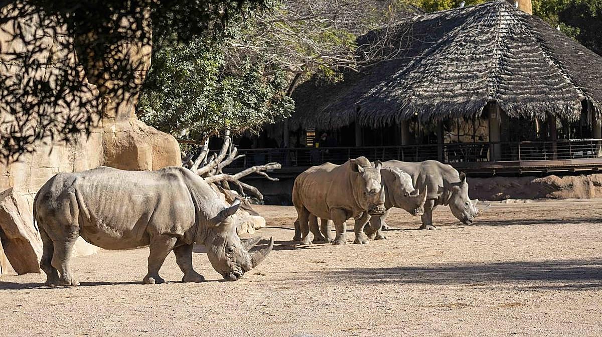 Imagen de los rinocerontes en la zona que recrea la sabana